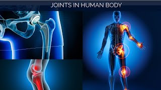 The 4 Types of Joints  Joints in Human Skeleton Short Explanation [upl. by Annaerb]