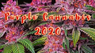 Only Purple 50 Strains Compilation Purple Weed Strain Hunter [upl. by Corydon]