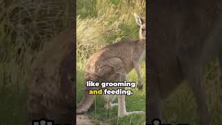 Kangaroo Chronicles Unusual Facts kangaroo animals funfacts [upl. by Annette]