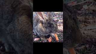 Wild rabbit eating carrot for the first time [upl. by Eirffej]