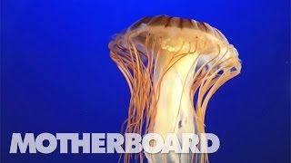 The Jellyfish That Holds a Key to Immortality [upl. by Alleris]