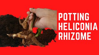 POTTING HELICONIA RHIZOMES [upl. by Aioj]