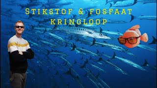 Zeeaquarium  Stikstof amp fosfaat kringloop [upl. by Drahcir]