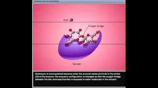 Hydrolysis of sucrose by sucrase enzyme [upl. by Iona977]