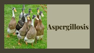 How to Tell Your Duck Has Aspergillosis Symptoms and Treatment [upl. by Ahsar]