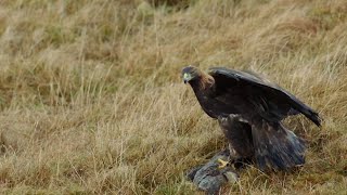 The Incredible Hunting Techniques of Eagles  Natural World Super Powered Eagles  BBC Earth [upl. by Base]