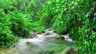 Deep Forest on a Rainy Day Nature Sounds Forest Stream and Birds Singing in the Rain White Noise [upl. by Bow7]