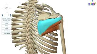 Le membre supérieur  les muscles de lépaule [upl. by Ethan]