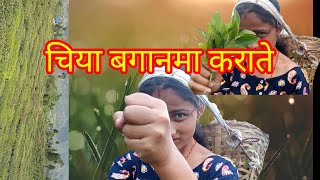 चिया बारीमा यस्तो सम्म भयो Enjoying working at tea garden Today new video [upl. by Dlabihcra432]