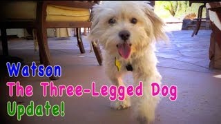 WatsonThe Three Legged Dog UPDATE Please Share [upl. by Philander]