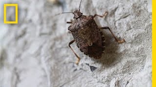 Fighting the Invasive Stinkbug  National Geographic [upl. by Enaelem199]