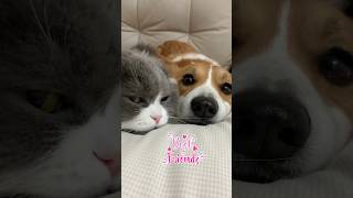 Best Friends Cat and Dog Share a Heartwarming Bond [upl. by Ensign]