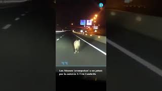 Los Mossos acompañan a un jabalí por la autovía A7 en Cambrils [upl. by Corly335]