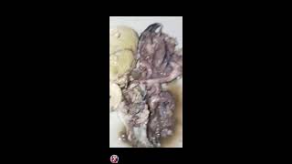 🌈ASMR 🇵🇭Balut or Egg Embryo is one the favorite exotic food of Pinoys asmr yummy exotic viral [upl. by Leasia]