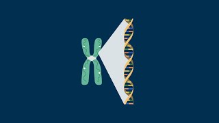 Chromosomes are Linear Arrays of Genes [upl. by Allsun129]