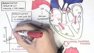 Cardiology  Relationship of conduction system ventricular contraction and ECG [upl. by Grenville]