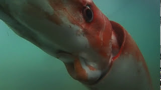 Raw Giant Squid Makes Rare Appearance in Bay [upl. by Birkner]