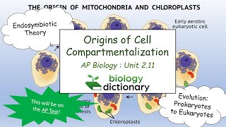 Origins of Cell Compartmentalization The Endosymbiotic Theory  AP Biology 211 [upl. by Sedecram177]