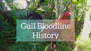 Gull Bloodline History [upl. by Josias388]