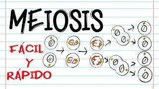 🌐 División celular MEIOSIS 🔬  FASES  Fácil y Rápido  BIOLOGÍA [upl. by Ognimod]