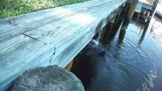 Manatee Drinking Fresh Water  Satellite Beach Florida [upl. by Peugia]