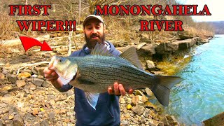 Surprise WIPER  HYBRID STRIPED BASS  while walleye fishing Monongahela river Authentx swimbait [upl. by Adehsor]