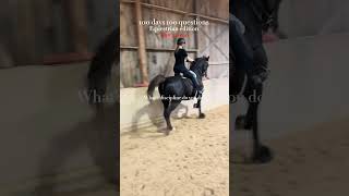 Saddleseat and Huntseat horse equestrian saddlebred saddleseat huntseat [upl. by Eltsryk98]