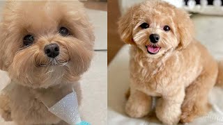 Cutest Toy Poodle Puppies Videos Compilation [upl. by Abbey]