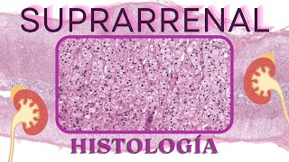 Histología de la Suprarrenal [upl. by Hiamerej]