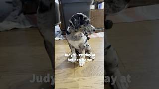 Catahoula Leopard Dog Adoption catahoulaleopard catahoulapuppy puppy humanesociety dogshorts [upl. by Hooge]