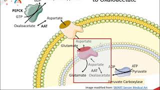 Gluconeogenesis part 2 of 3 Malate  Aspartate Shuttle System [upl. by Daren4]