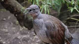 Lyrebird says quotNo sunblockquot [upl. by Kirshbaum]