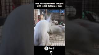 Rabbits Mating 🐇 shorts Pets At [upl. by Baudelaire]