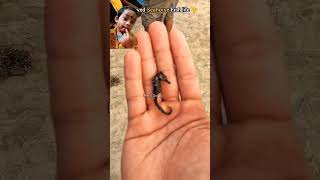 saved Sea horse fish life fishing oceanrescue fish sealife beach sea crab seacreaturess [upl. by Euqinitram]