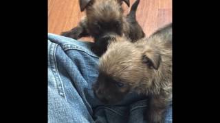 Cairn Terrier Puppies H Litter Vom Zauberberg [upl. by Yebloc]