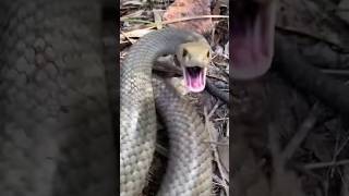 Survival skills First aid for snake 🐍 bites camping survival bushcraft outdoors [upl. by Bently554]