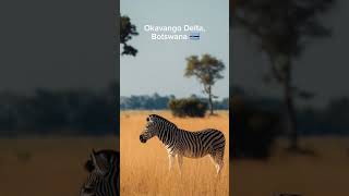 Okavango Delta Botswana🇧🇼 botswana wildlife africa adventure tour [upl. by Mani821]