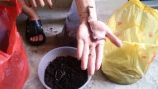 Full Grown Malaysian Blue Worm  Perionyx excavatus [upl. by Hay604]