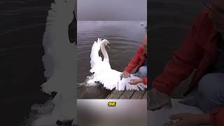 Brave Old Man Saves Baby Goose from Fence 😍 shorts [upl. by Schuh]