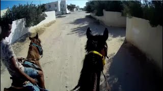 Cheval  Djerba Tunisie [upl. by Macario348]