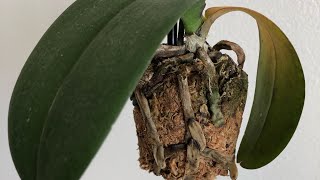 My Orchid Is Dying Phalaenopsis Orchid Rescue Repotting [upl. by Tomasine659]