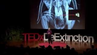 How we brought the condor back from the brink  Michael Mace  TEDxDeExtinction [upl. by Giacobo]