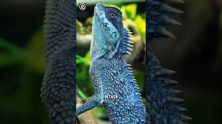 Top 5 Animals with Incredible Tail Abilities [upl. by Enigroeg649]