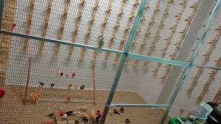 Canary breeding quick bird room update [upl. by Barger]