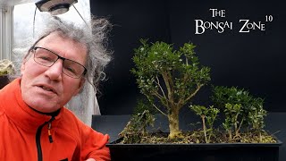 My Boxwood Forest The Bonsai Zone Dec 2023 [upl. by Krystyna]