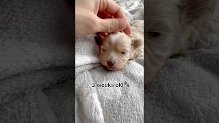 BeforeampAfter‼️Maltipoo puppy growing up video😀puppy cute dog puppyvideos cutedogs [upl. by Llerdnod]