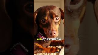 Dachshund quot5 Fun Facts About Dachshundsquot [upl. by Fronia982]