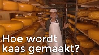 Hoe wordt kaas gemaakt  Het Klokhuis [upl. by Yejus158]