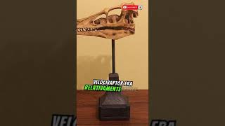 VELOCIRAPTOR Características y Como eran en REALIDAD [upl. by Salomi178]