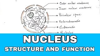 Nucleus structure and function  Structure and function  NEET  Bio science [upl. by Autumn]